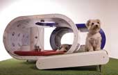 Launching a smart home for pet dogs costs £ 20,000
