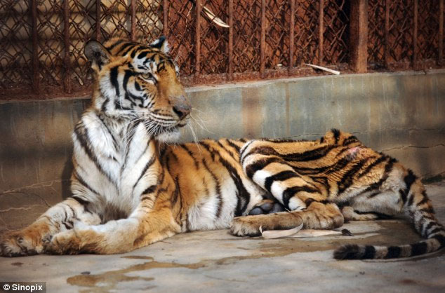 Launching the Alliance for Wildlife Protection