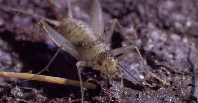 Lava crickets: Legendary animals appear only after volcanic eruptions, the grass has just disappeared