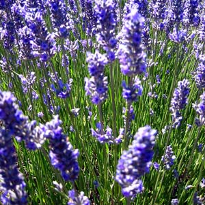 Lavender oil can make boys big breasts