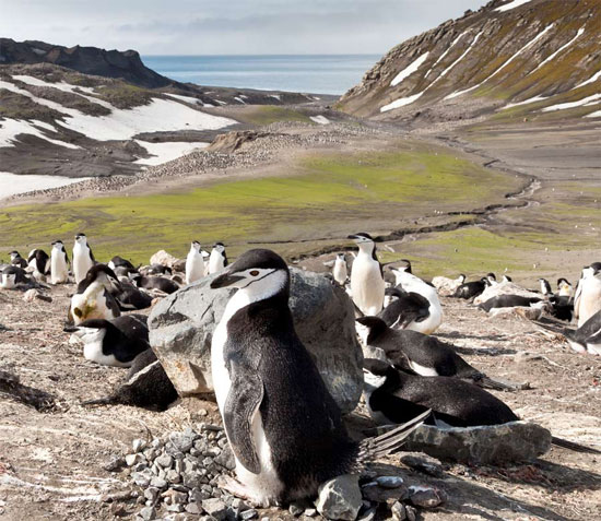 Lazy birds 'love' because it is so hot