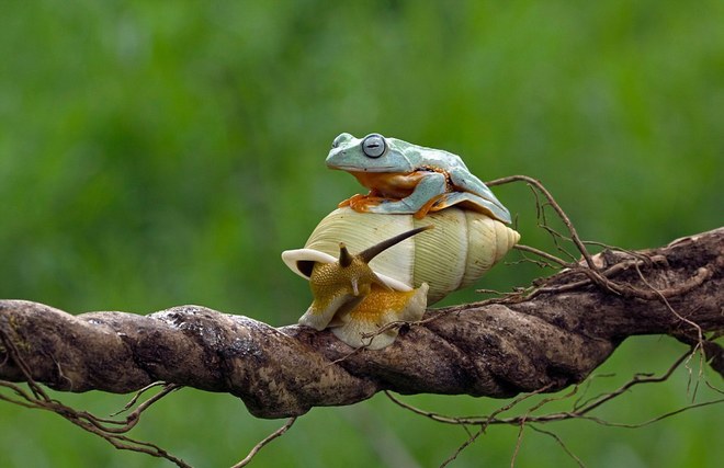 Lazy frog, go for snails