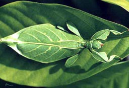 Leaf bug
