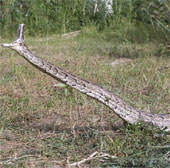 Learn about African carnivorous pythons