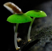 Learn about exotic mushrooms in Japanese cuisine (1)