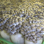 Learn about exotic mushrooms in Japanese cuisine (2)