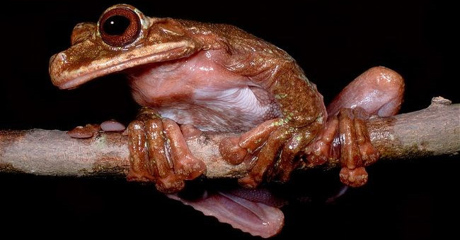 Learn about frogs recently extinct Rabbs