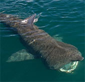 Learn about giant sharks with monstrous bodies