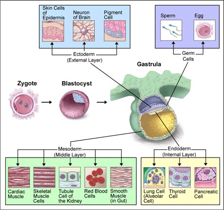 LEARN ABOUT ORIGINAL CELL (Part 2)