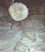 Learn about sea lilies
