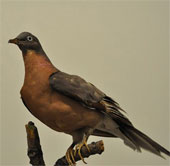 Learn about the existence of billions of birds