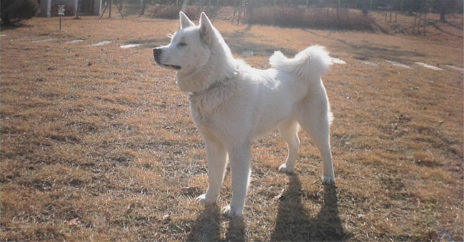 Learn about the Korean 'national dog' variety