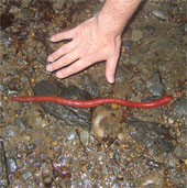 Learn about the new giant red leech species found in Indonesia