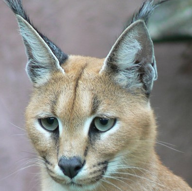 Learn about the wild cat Caracal