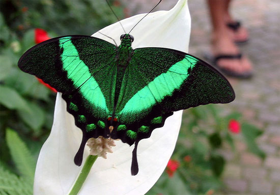 Learn how to counter fake money from butterfly wings
