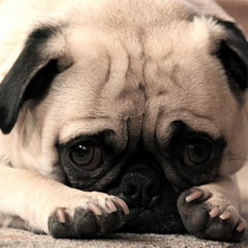 Learn how to feel, behave when shame, apologize for dogs