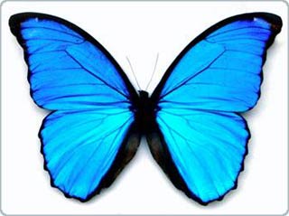 Learn how to make flat screens from butterflies