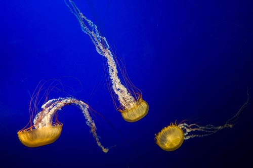 Learn how to recreate the bizarre arm of jellyfish