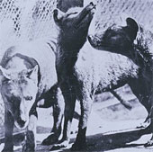 Learn more about the Tasmanian tiger