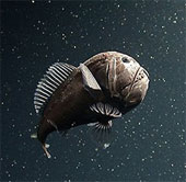 Learn species of 'goblin' in the sea