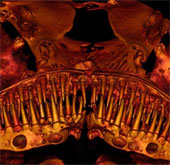Learn species of jaws filled with mysterious sharp teeth