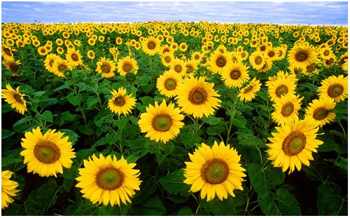 Learn the origin of sunflowers