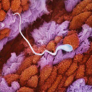 Learn the process of conception in humans through images