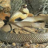 Learn the second poisonous snake in the world