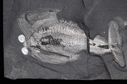 Learn the world's oldest brain fossil