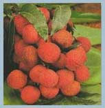 Leave fresh lychee fruit longer