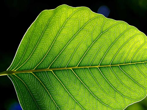 Leaves have internal thermostats