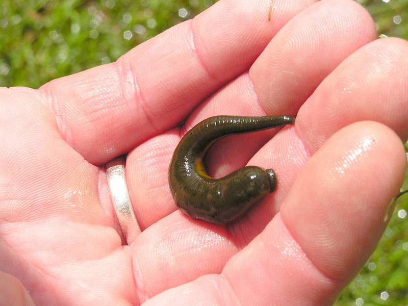 Leeches can be problematic like yellow snails