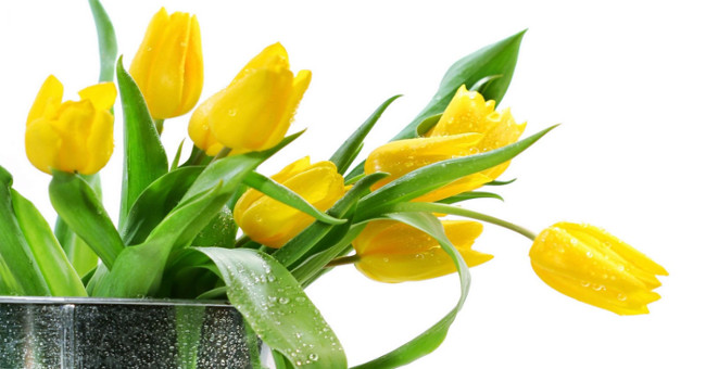 Legend and meaning of Tulip flowers