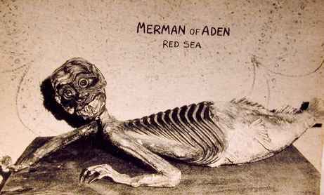 Legend and reality about fishmen