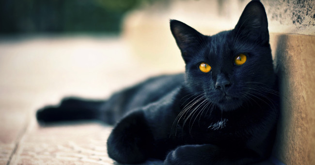 Legend of bad luck brought by black cats