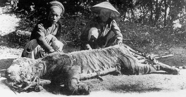 Legend of the tiger tiger U Minh