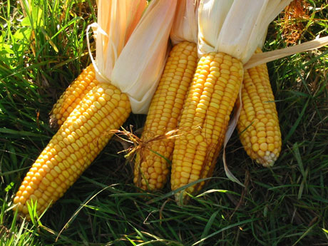 Legislation of genetically modified corn harmful