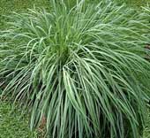 Lemongrass planting techniques are convenient for every home