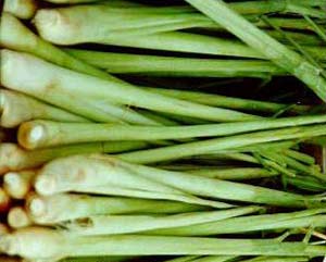 Lemongrass treatment for common diseases