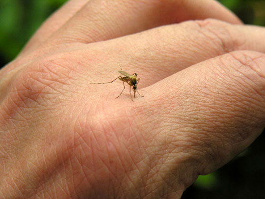 Less mosquitoes can bring more illnesses!