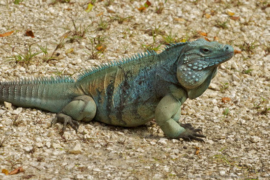 Lesson from the conservation of blue iguanas