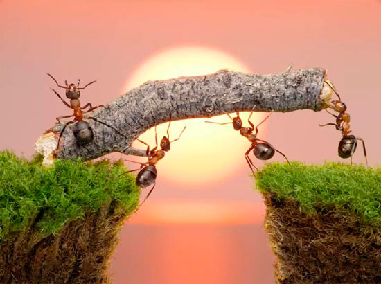 Lessons learned from ants
