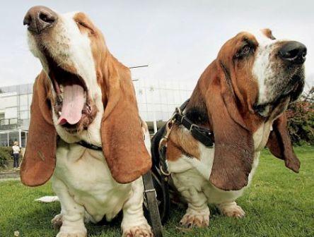 Let's yawn!