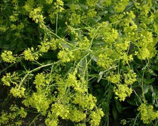 Lettuce - a new source of anti-cancer pharmaceutical materials