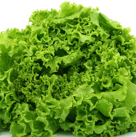 Lettuce - the sexual
