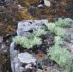 Lichen survives in space