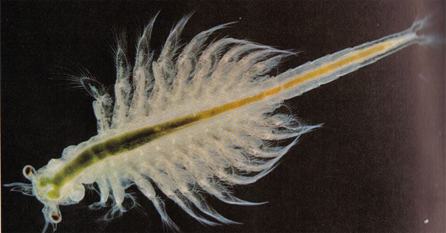 Life animals 10,000 years, though