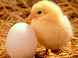 Life before protein