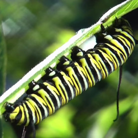 Life cycle of monarch butterfly