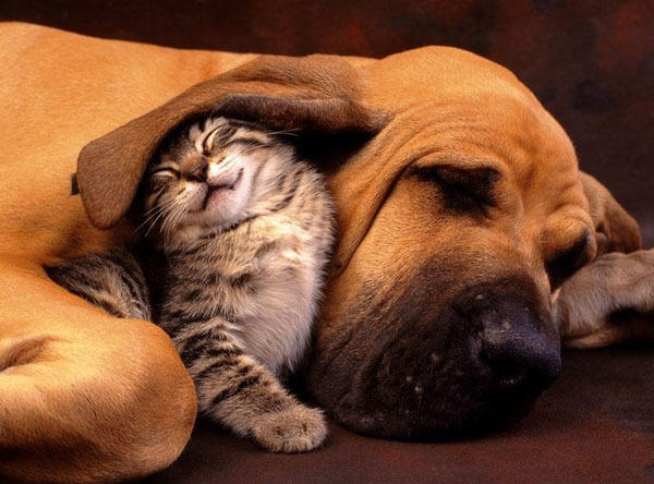 Life expectancy of pets tends to increase